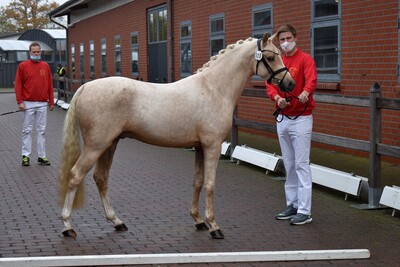 Reservesiegerhengst Deutsches Reitpony „Cyan“