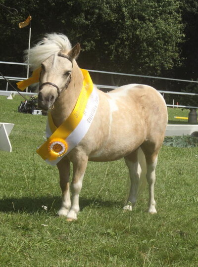 Siegerstute Shetlandpony unter 87 cm