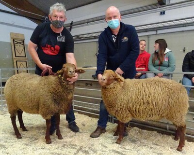 Die Züchter Korte aus Heede und de lange aus Isterberg hatten die beiden besten Lammböcke bei den Coburger Fuchsschafen in Verden