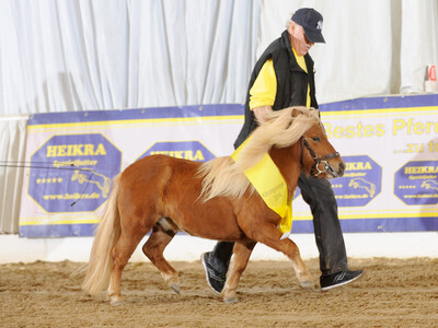 Siegerhengst der Shetlandpony unter 87 cm von H. Backhaus