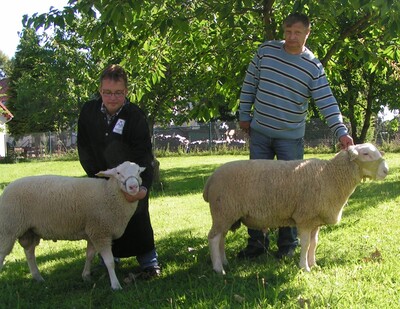 Sieger- und Reservesieger der Leineschafe