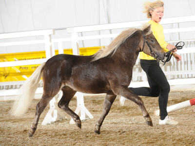 Siegerhengst Deutsches Classic-Pony (Ehrenurkunde) 'Jolo v. Clus' v. Janko Boy v. Schedetal, Zü.: Ralf Grober, Clus, Bes.: Klaus-Dieter Dahme, Wendeburg