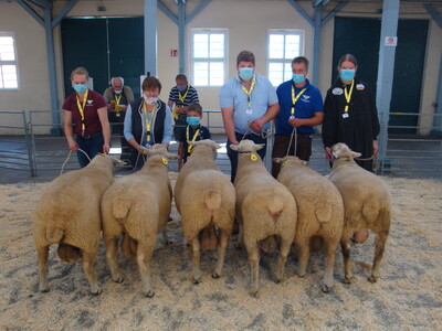 Groß war die Konkurrenz bei den Weißköpfigen Fleischschafen. Sieger in der dritten Altersklasse bei den Jährlingen  wurde ein Bock von Kampen, Saterland.