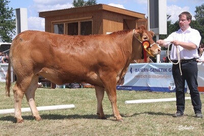 Prämierte Zuchttiere präsentieren sich (hier Limousin-Siegerrind Nizza in Tarmstedt)